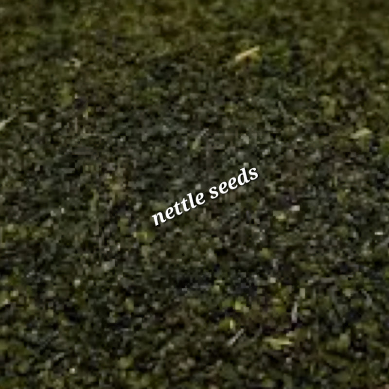 Stinging Nettle Seeds