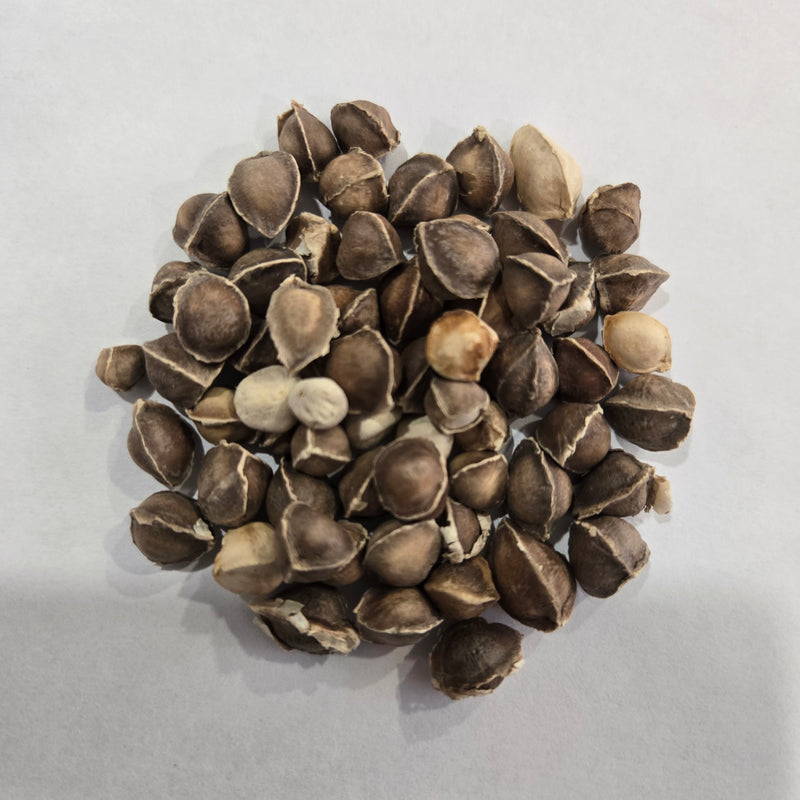 Moringa Seed