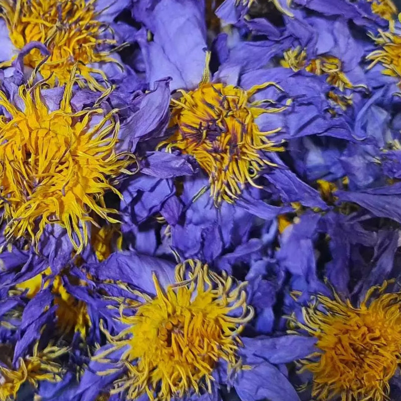 Blue Lotus