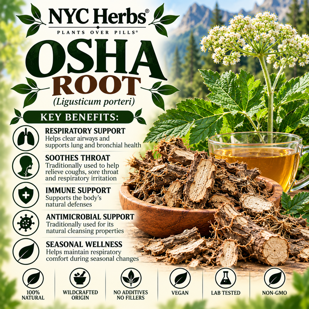 Osha Root | Respiratory Support & Immune Defense