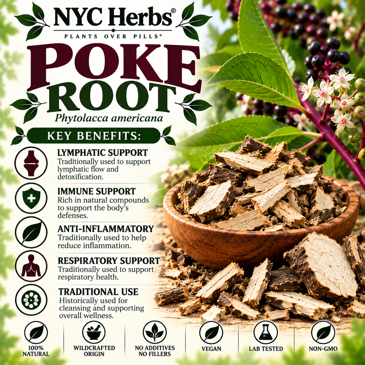 Poke Root | Lymphatic Cleanse & Immune Stimulator