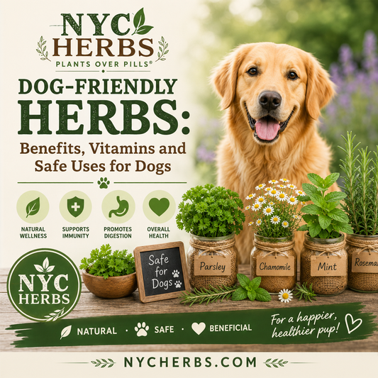 Dog-Friendly Herbs: Benefits, Vitamins and Safe Uses for Dogs