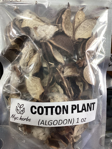 Cotton Plant