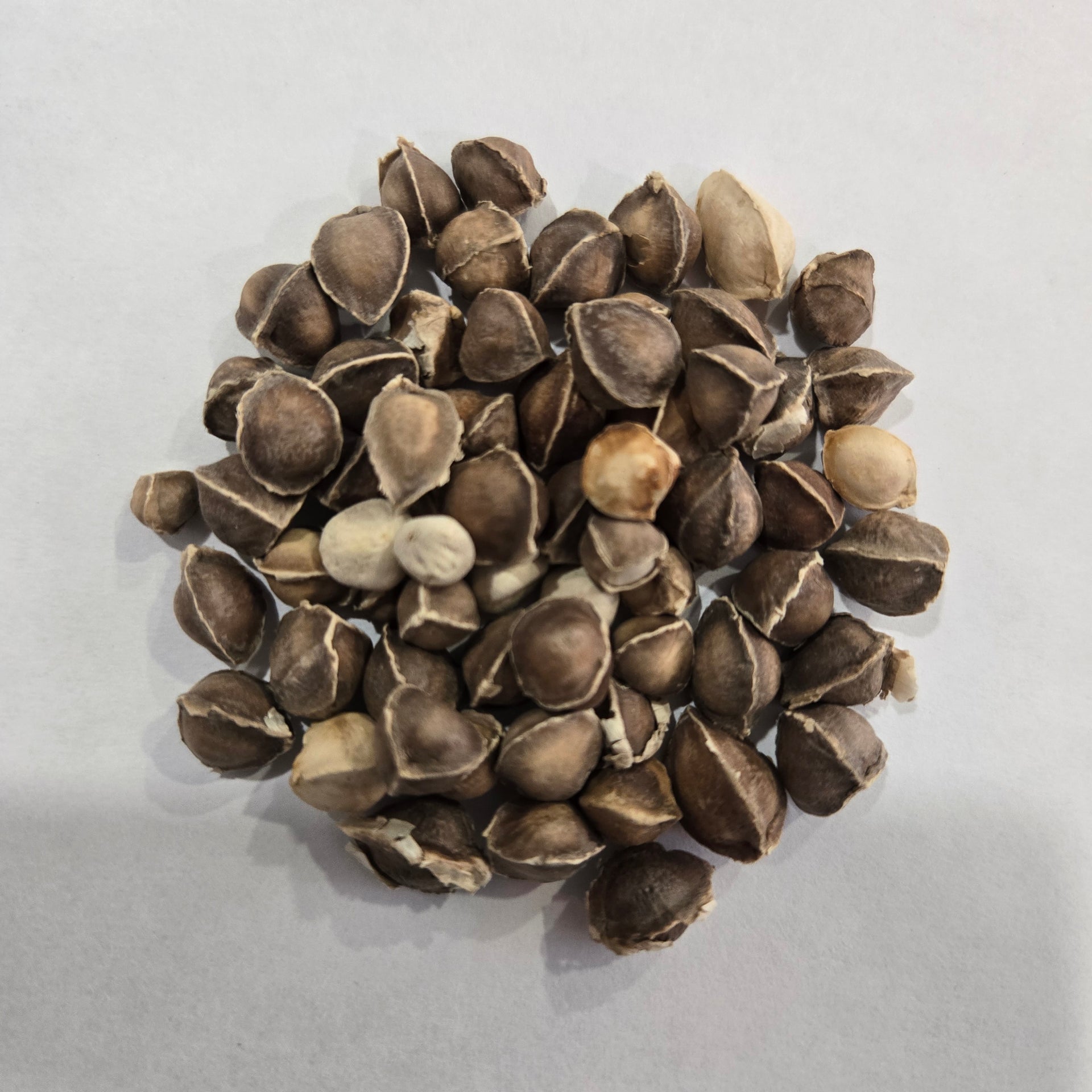 Moringa Seeds