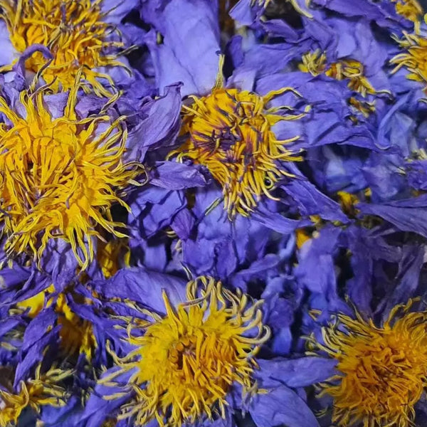 Blue Lotus
