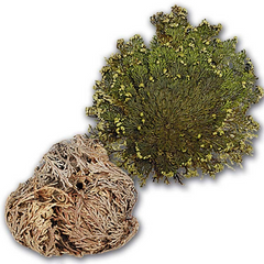 Flor de jerico