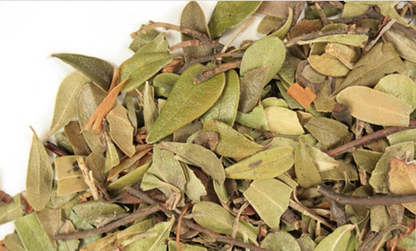 Uva Ursi Leaf