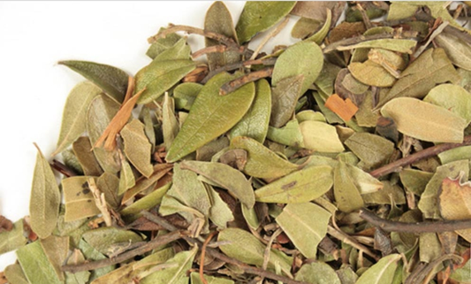 Uva Ursi Leaf