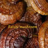 Hongo Reishi