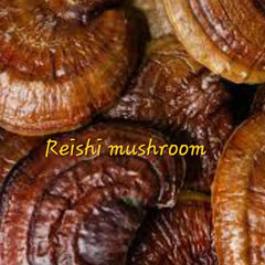 REISHI MUSHROOM