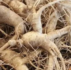 Ginseng Panax