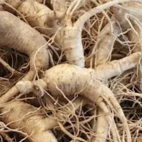 Panax ginseng