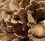 MAITAKE MUSHROOM