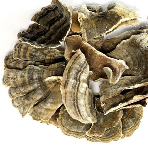 Turkeytail Mushroom