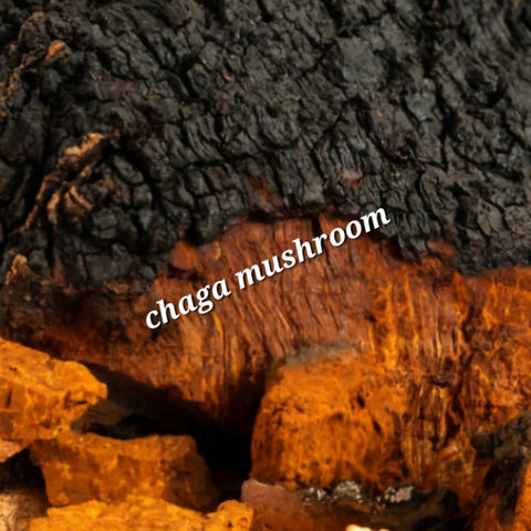 hongo chaga