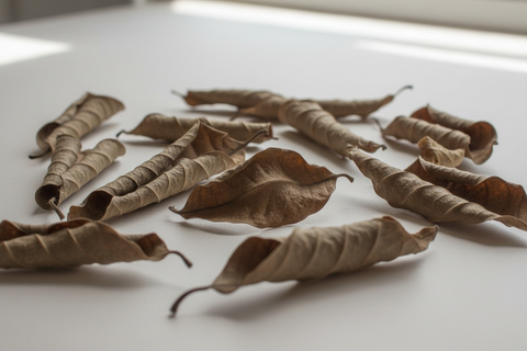 Cablote Leaves (West Indian Elm)