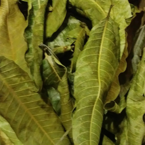 Mango Leaf