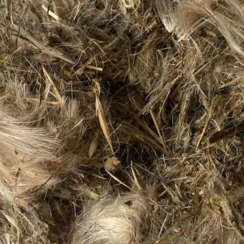 Milk Thistle Flower | Gentle Liver Support & Protective Antioxidants