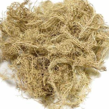 Usnea Lichen