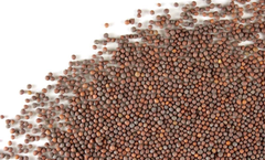 MUSTARD SEED BROWN