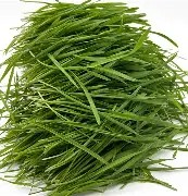 Wheatgrass Powder