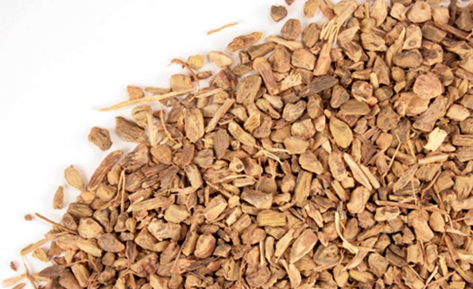 Yellow Dock Root (Rumex crispus)